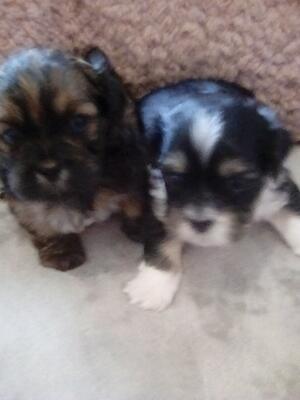 My boys