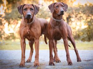 Oona & 3/4-sister Harmony
