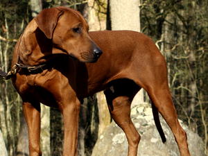 shumba ridgeback