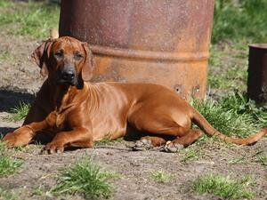 Alombalelo (aka Lelo) as Puppy
