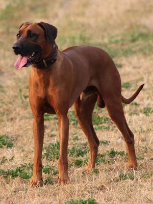 Taurus in the field (age 15 month)