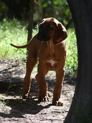 Starlight as puppy