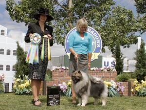 Konner Specialty Show Select Dog - Katrina Santas