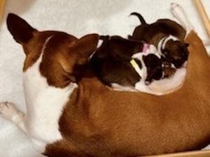 Mum and Puppies