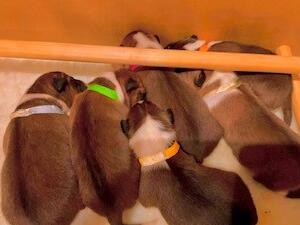 Pups 1 week old