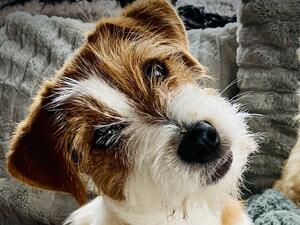 Six months old