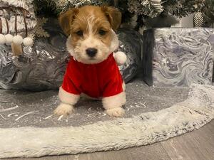 Eight weeks old