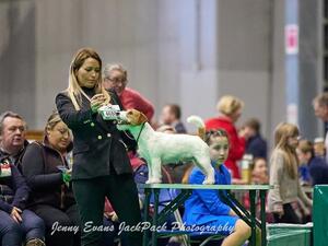 JRT Post Graduate Dog Winner Crufts 2022 & 2023