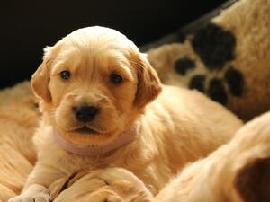 Glenpheshie Pup at 22 days