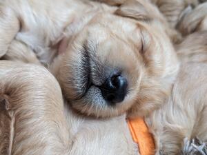 Puppies at 14 days old