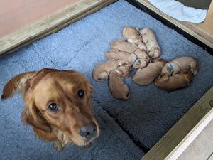 Nelly & Puppies at 14 days old
