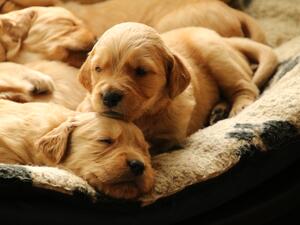 Glenpheshie Puppies 22 days old
