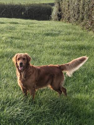Lottie out and about in Devon
