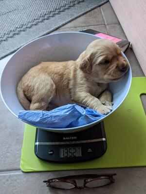 Glenpheshie puppies being weighed