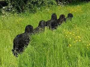Briard Trains
