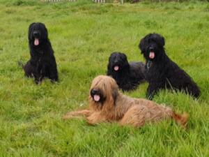 Demi, Doris, Desmond and Dilys