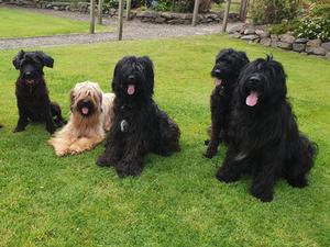 My 5 Briards