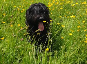 Dilys