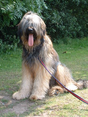 Lizabett Forest Stroller at Debsbrie