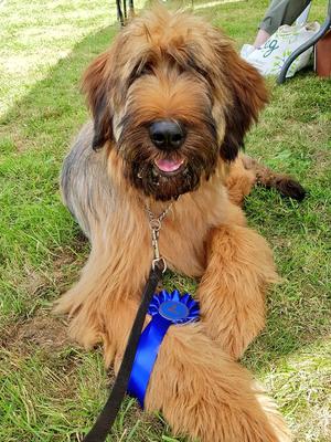 Doris at a five months at a fun dog show