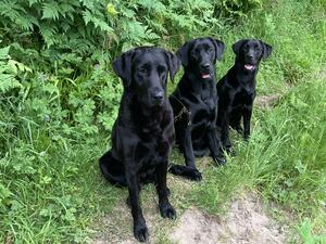 Daisy & two pups from previous litter