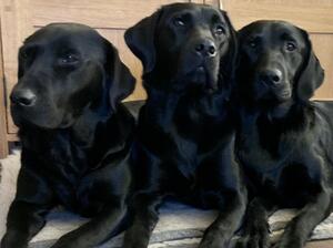 Daisy, Scout & Lily