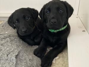Praingold bitch puppies