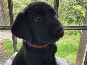 Pup at 4 weeks