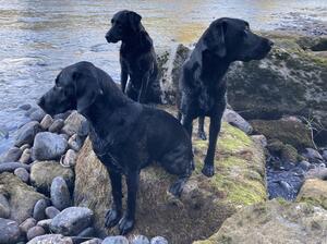 Praingold Labradors: Daisy, Scout and Lily