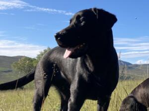 Scout ( dam )