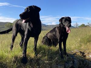 Daisy & Praingold Ceres