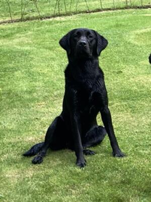 Praingold Ceres “Scout”