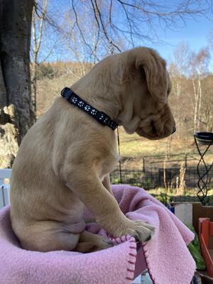 Praingold bitch puppy