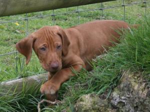 Graci , beautiful loving fully vaccinated needing