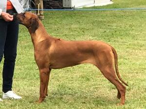 At 19 months winning her Stud Book Number