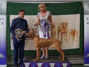 Gwladys winning best Minor Puppy at MNRR Ch Show