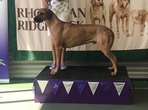 sofala ridgebacks