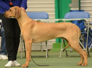 Jimbob winning his class at first show