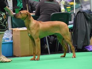 Eric in the Crufts Best Dog lineup -Best Puppy Dog