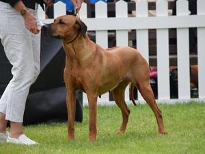Lettie in Veteran Summer 2018