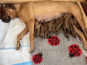Freddi & her puppies