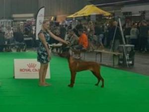 Gwladys at the show