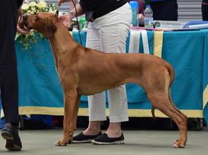 Sybil winning her limit class