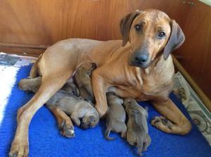 Tiguan & 5 day old puppies