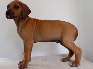 Correct dog puppy available at 8 weeks