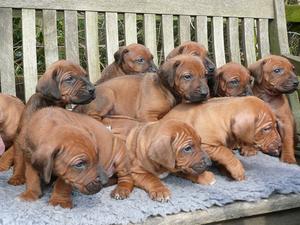 Pups born 8/3/2013 at 5 weeks old