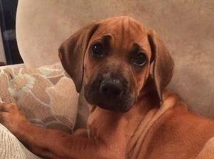Bitch puppy available at 8 weeks