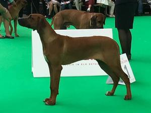 Winning 1st at World Dog Show (Benelux)