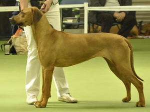 Tiguan winning her 1st CC & Res BIS