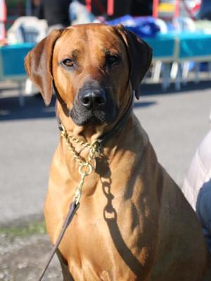 Joe chilling by the ring